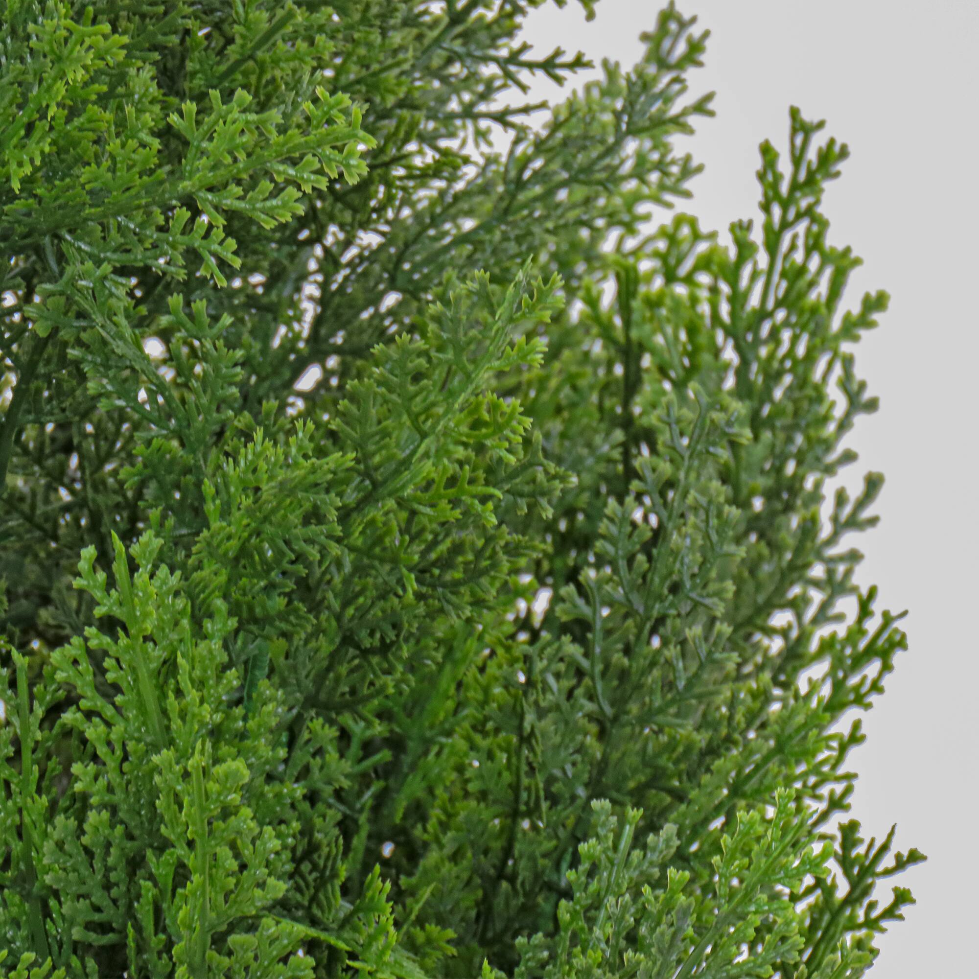 50" Cedar Tree